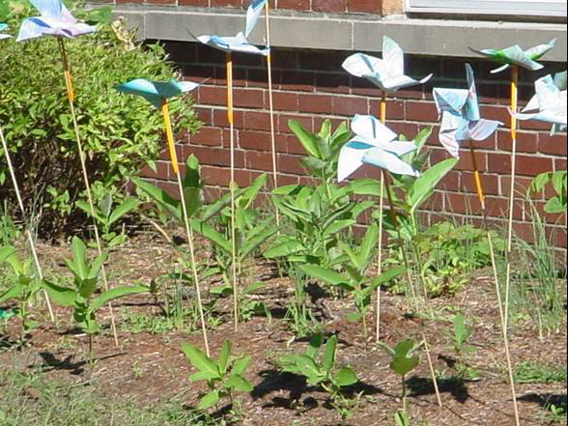 medium pinwheels